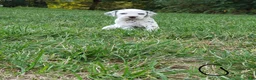 Dalmatian dogs for sale: Otto - Ad 4