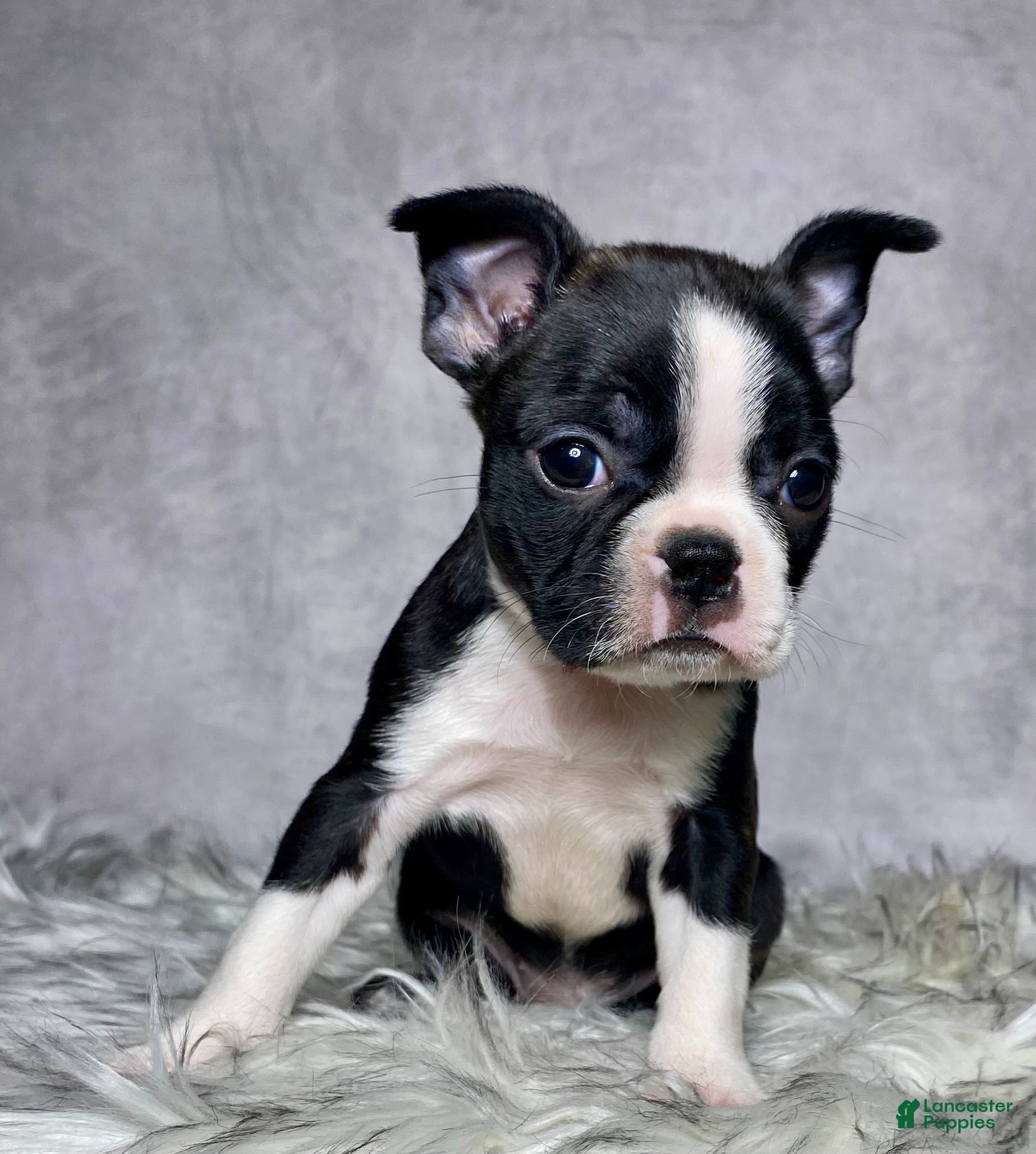 Boston Terrier dogs Miss Macy - Ad 1