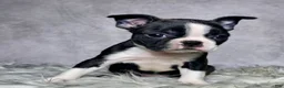 Boston Terrier dogs for sale: Miss Macy - Ad 1