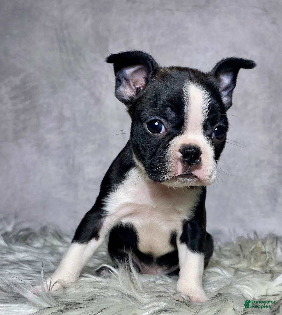 Boston Terrier dogs for sale: Miss Macy - Ad 1