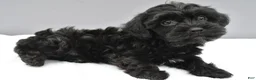 Yorkiepoo dogs for sale: Shadow - Ad 1