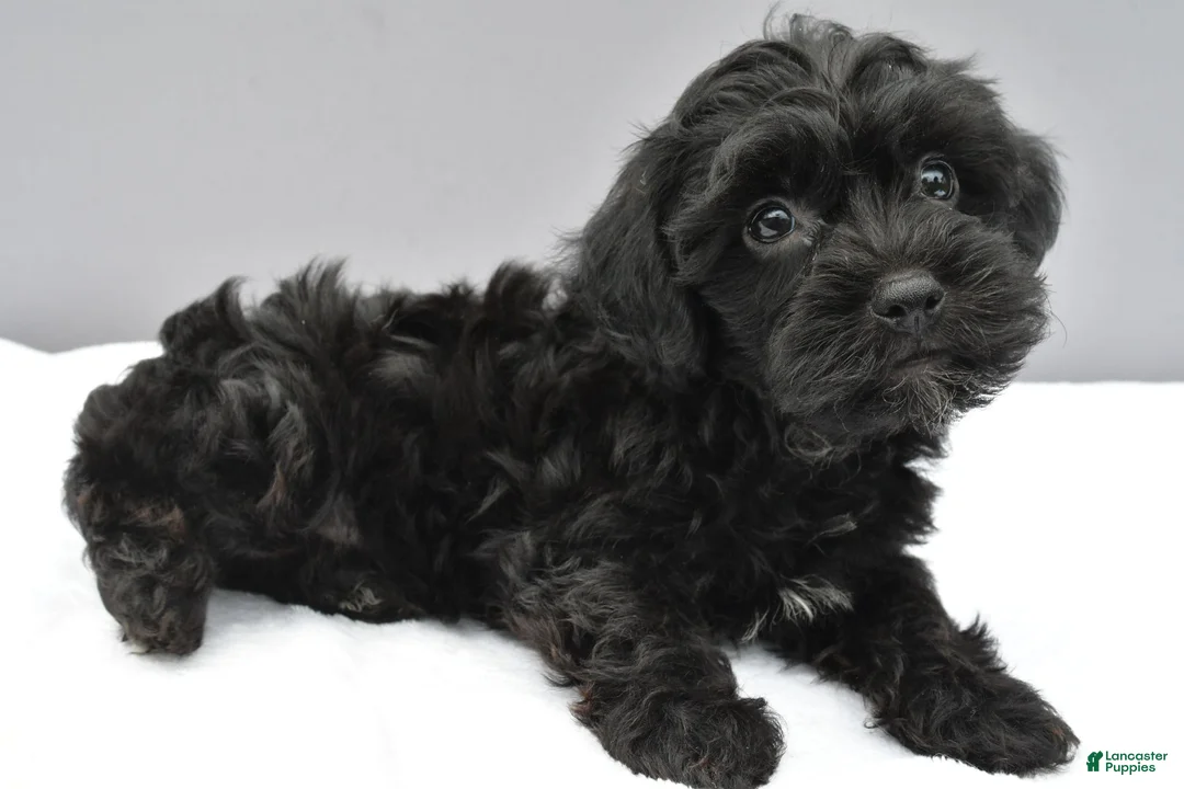 Yorkiepoo dogs for sale: Shadow - Ad 1