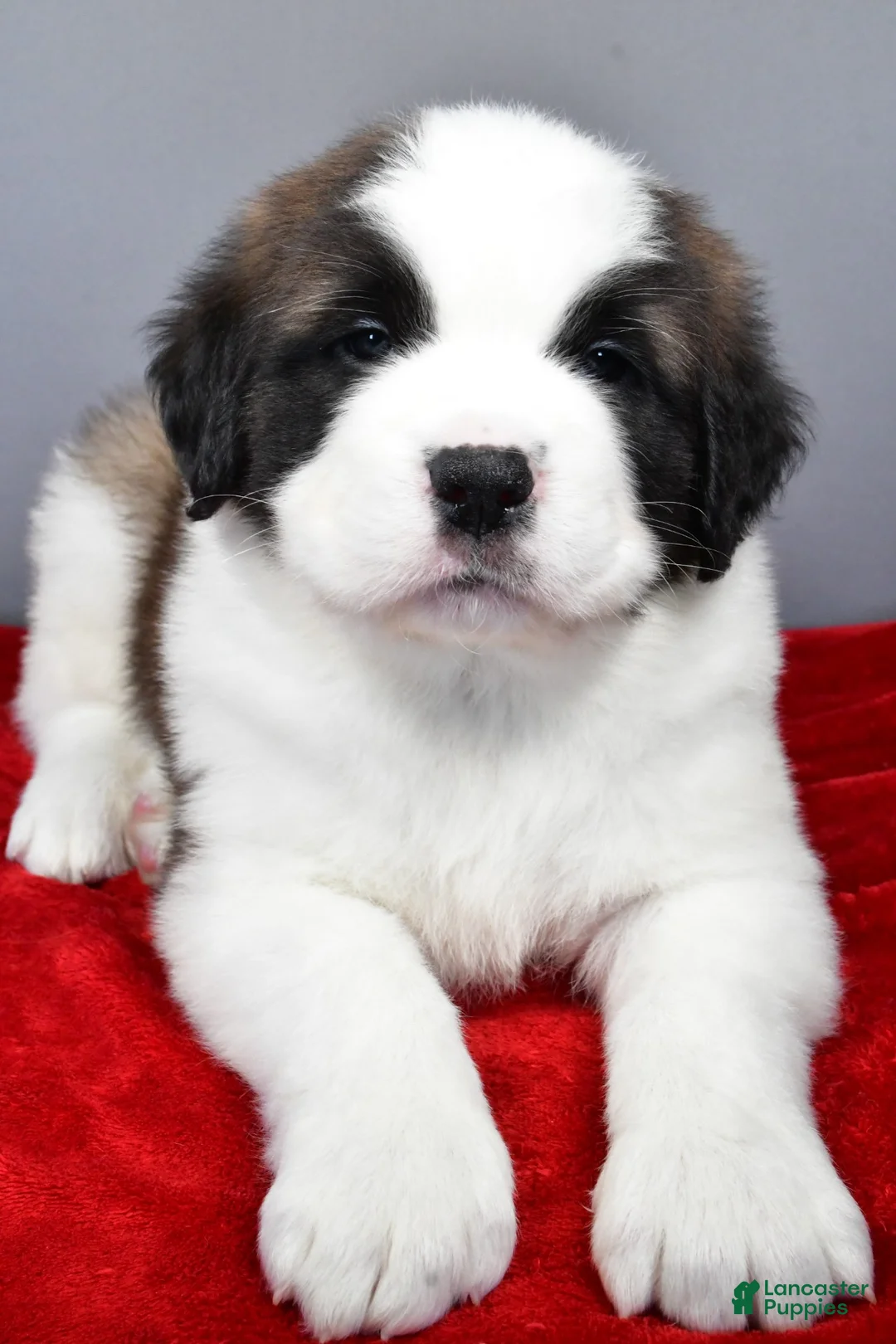Saint Bernard dogs for sale: brutus - Ad 6