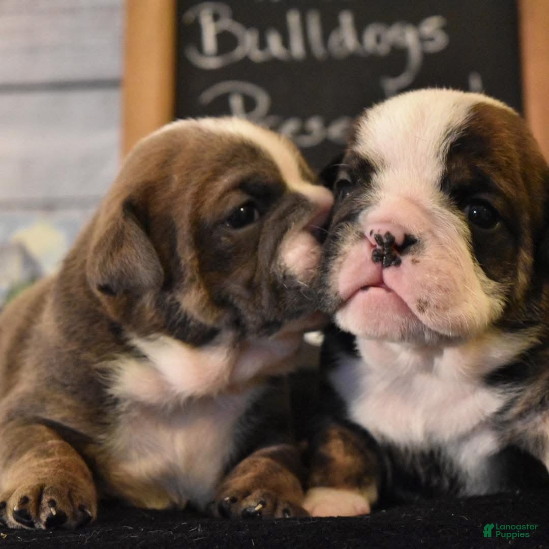 English Bulldog dogs for sale: Pam - Ad 5