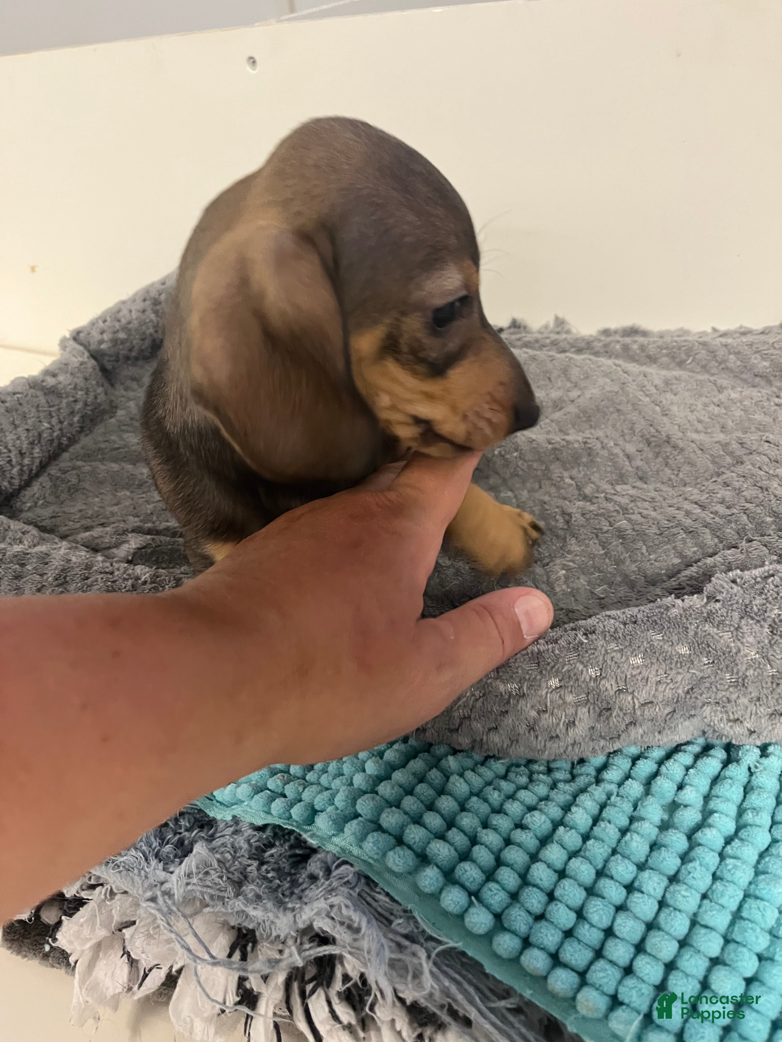 Miniature Dachshund dogs Joseph  - Ad 1