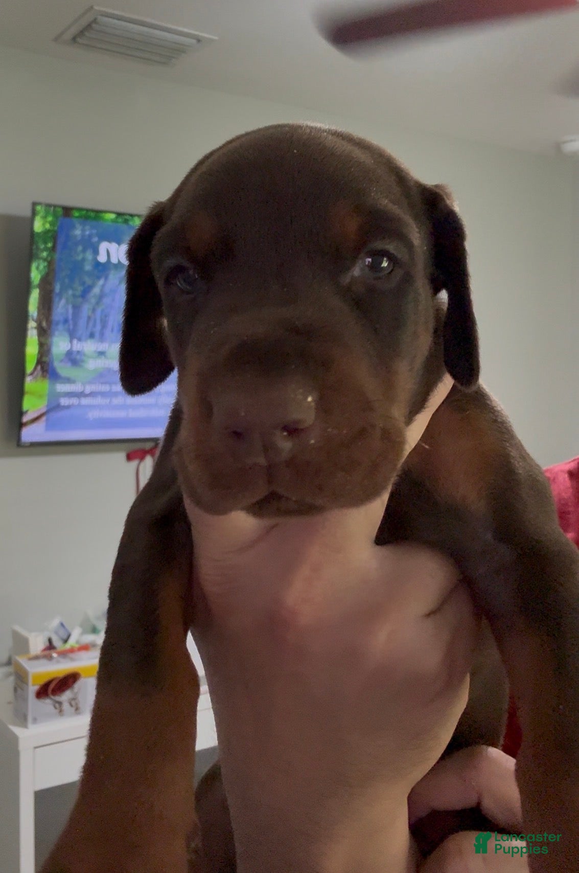 Doberman Pinscher dogs Grey Collar Female - Ad 28