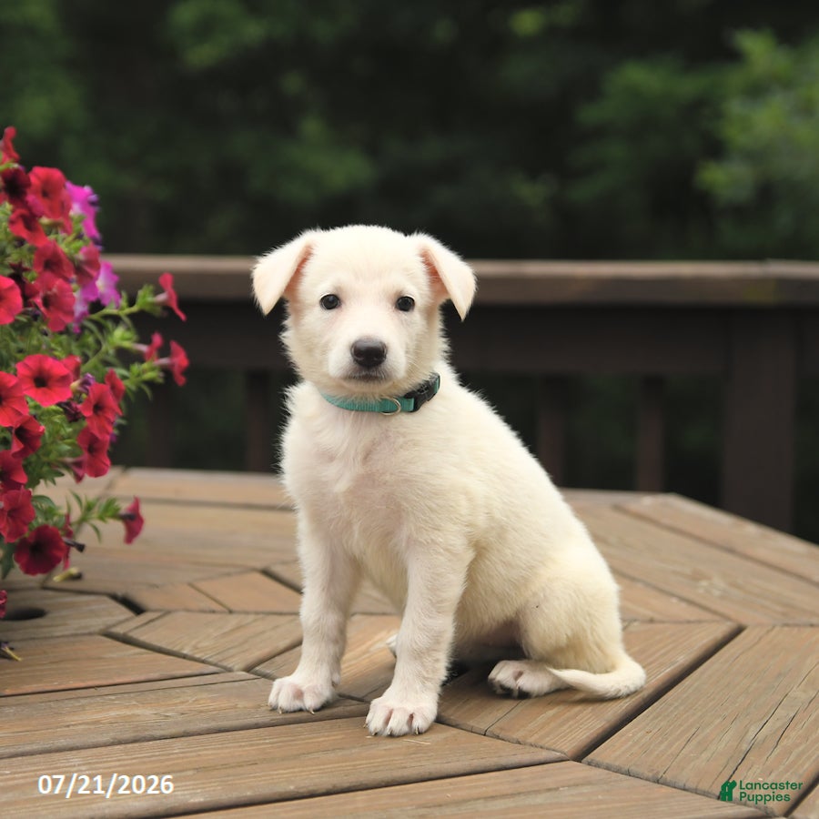 German Shepherd dogs Magnolia - Ad 1