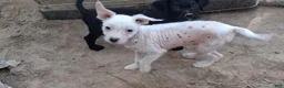 Chinese Crested dogs for sale: Chinese Crested 3 - Ad 3