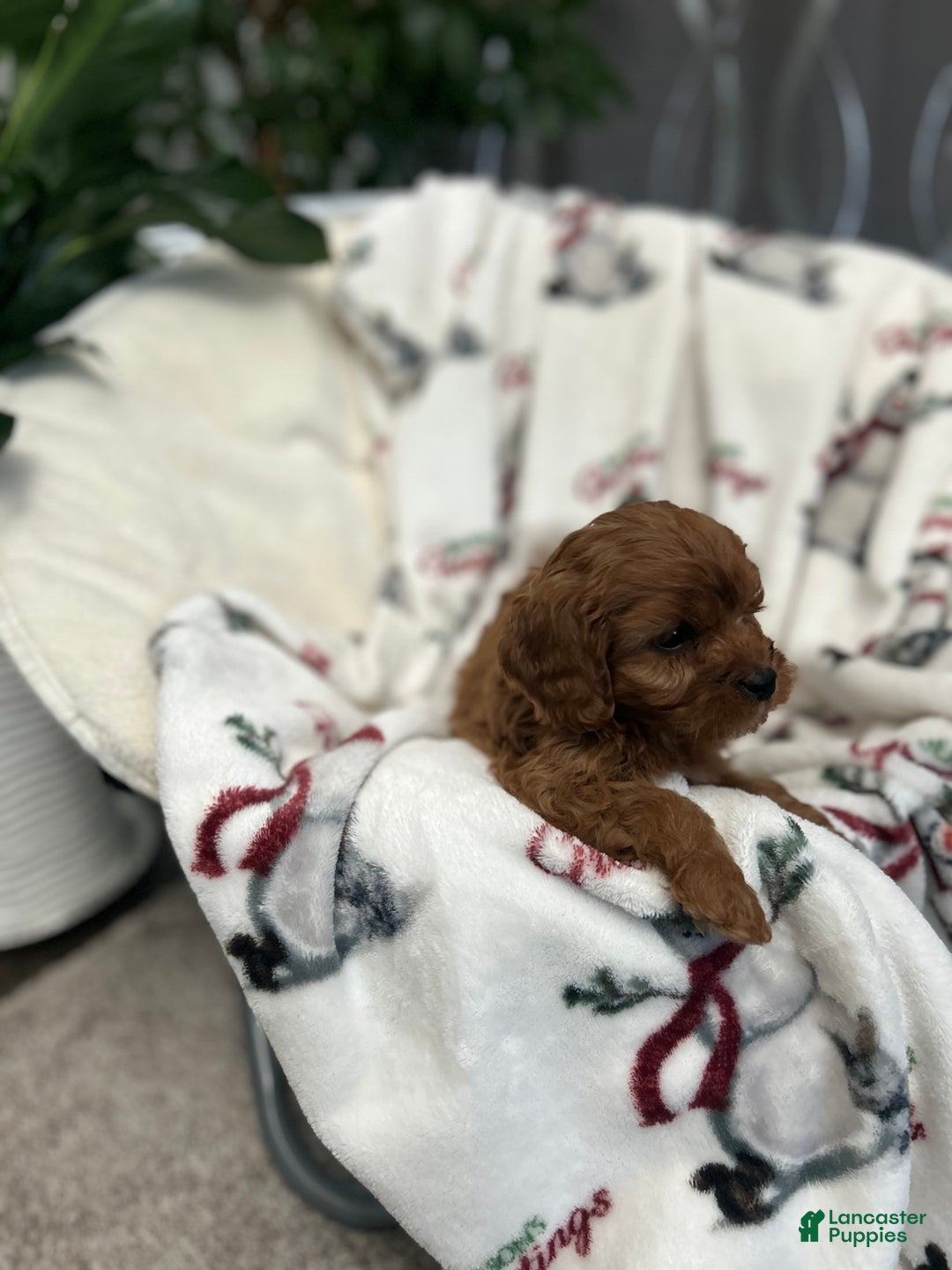 Cavapoo dogs for sale: Cavapoo Puppy 4 - Ad 6