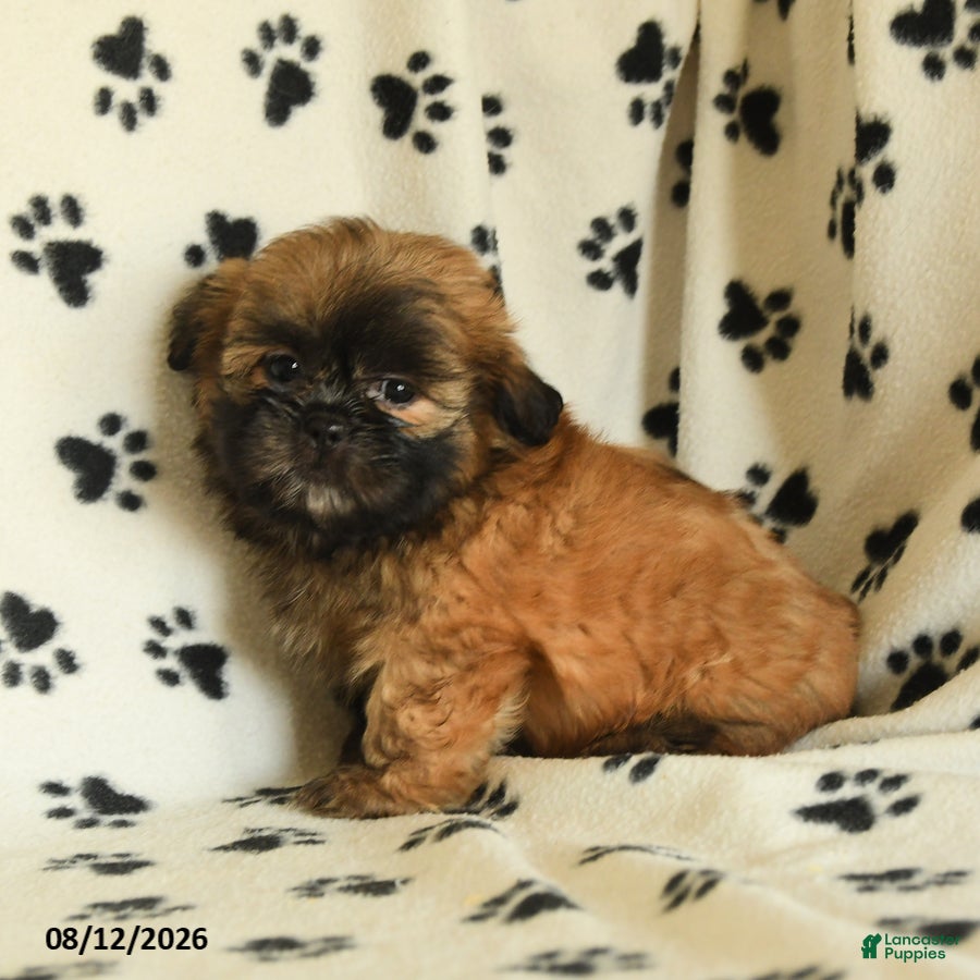 Shih Tzu dogs Zeus - Ad 1
