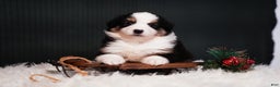 Miniature Australian Shepherd dogs for sale: Domino - Ad 7