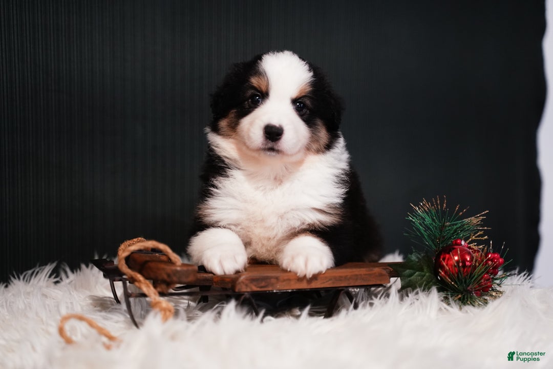 Miniature Australian Shepherd dogs for sale: Domino - Ad 7