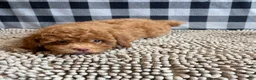 Miniature Poodle dogs for sale: Ned - Ad 9