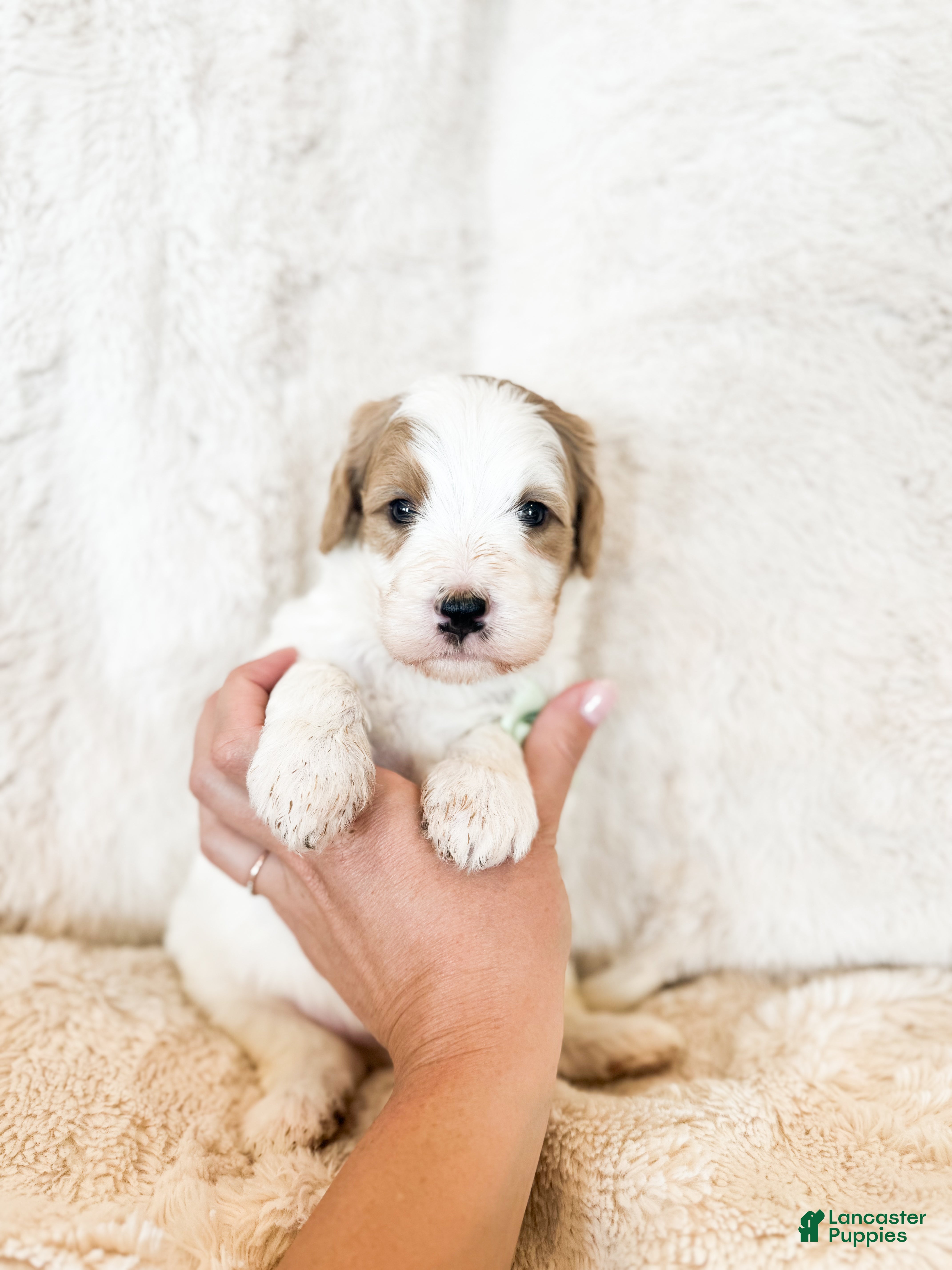 Bernedoodle dogs 'Buckwheat' Green Collar Male Medium Bernedoodle - Ad 1