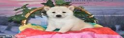 Shiba Inu dogs for sale: Colleen - Ad 4