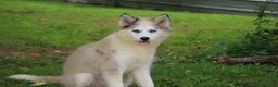 Pomsky dogs for sale: Marshmellow - Ad 7