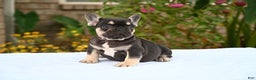 French Bulldog dogs for sale: Carmen  - Ad 13