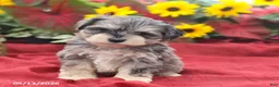 Miniature Schnauzer dogs for sale: Graham - Ad 4