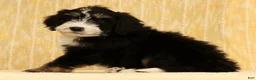 Mini Bernedoodle dogs for sale: Ranger - Ad 6