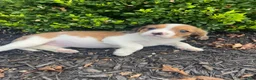 Mixed Breed dogs for sale: Tiffany - Ad 8