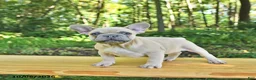 French Bulldog dogs for sale: Boone - Ad 9