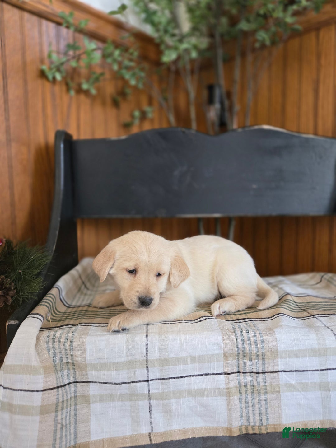 Goldador dogs for sale: Tucker  - Ad 2