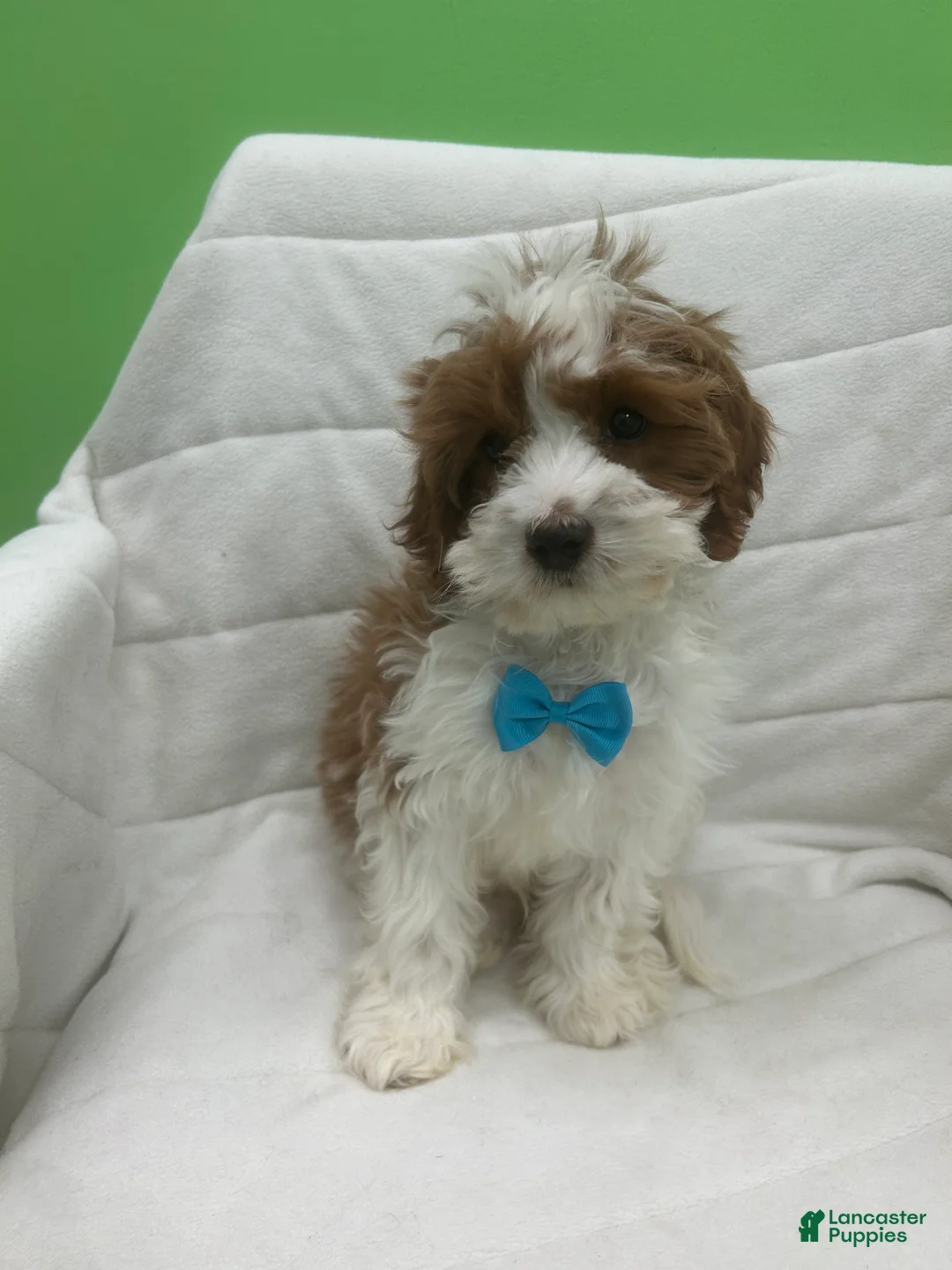 Cavapoo dogs for sale: Cavapoo Puppy 1 - Ad 3