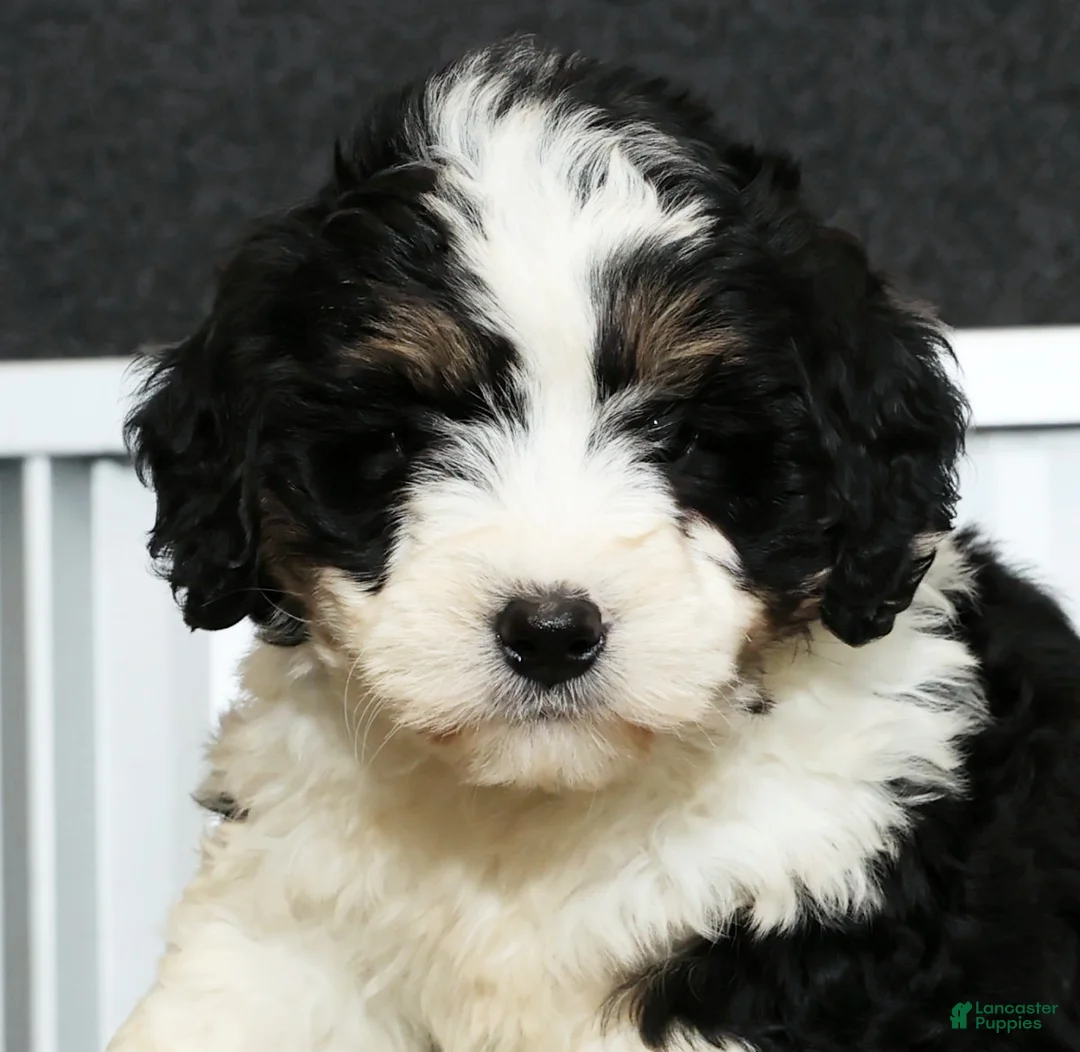 Mini Bernedoodle dogs for sale: Thor - Ad 9