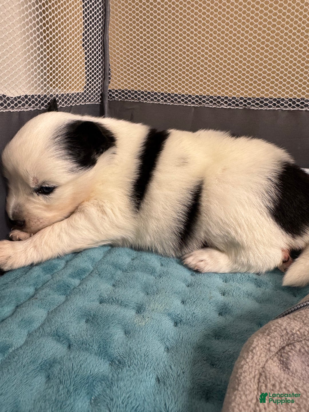 Pomsky dogs for sale: White Male with black spots - Ad 10