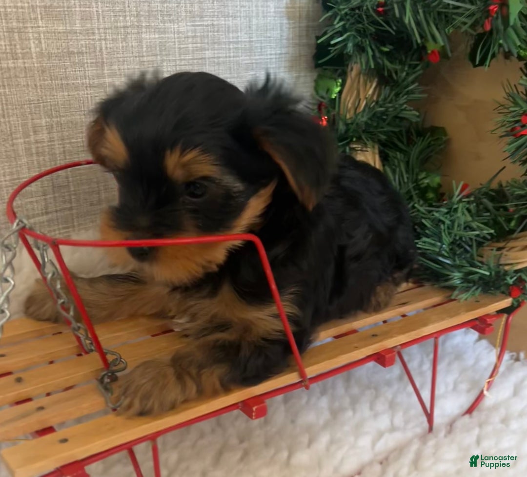 Yorkshire Terrier dogs for sale: Rowdy - Ad 8