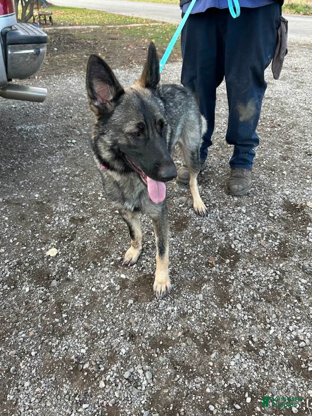 Mixed Breed dogs for sale: Mixed Breed Puppy 8 - Ad 2