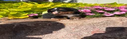 Bernese Mountain Dog dogs for sale: Bubbles - Ad 5