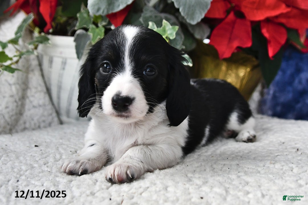 Miniature Dachshund dogs for sale: Lily - Ad 3