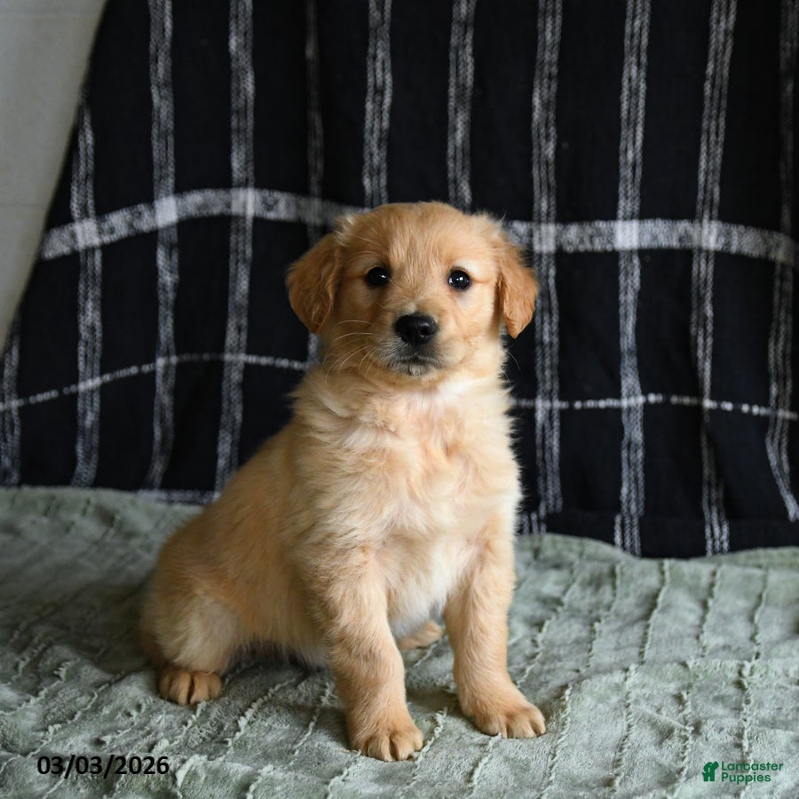 Golden Retriever dogs Blues - Ad 1