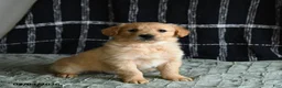 Golden Retriever dogs for sale: Blues - Ad 1