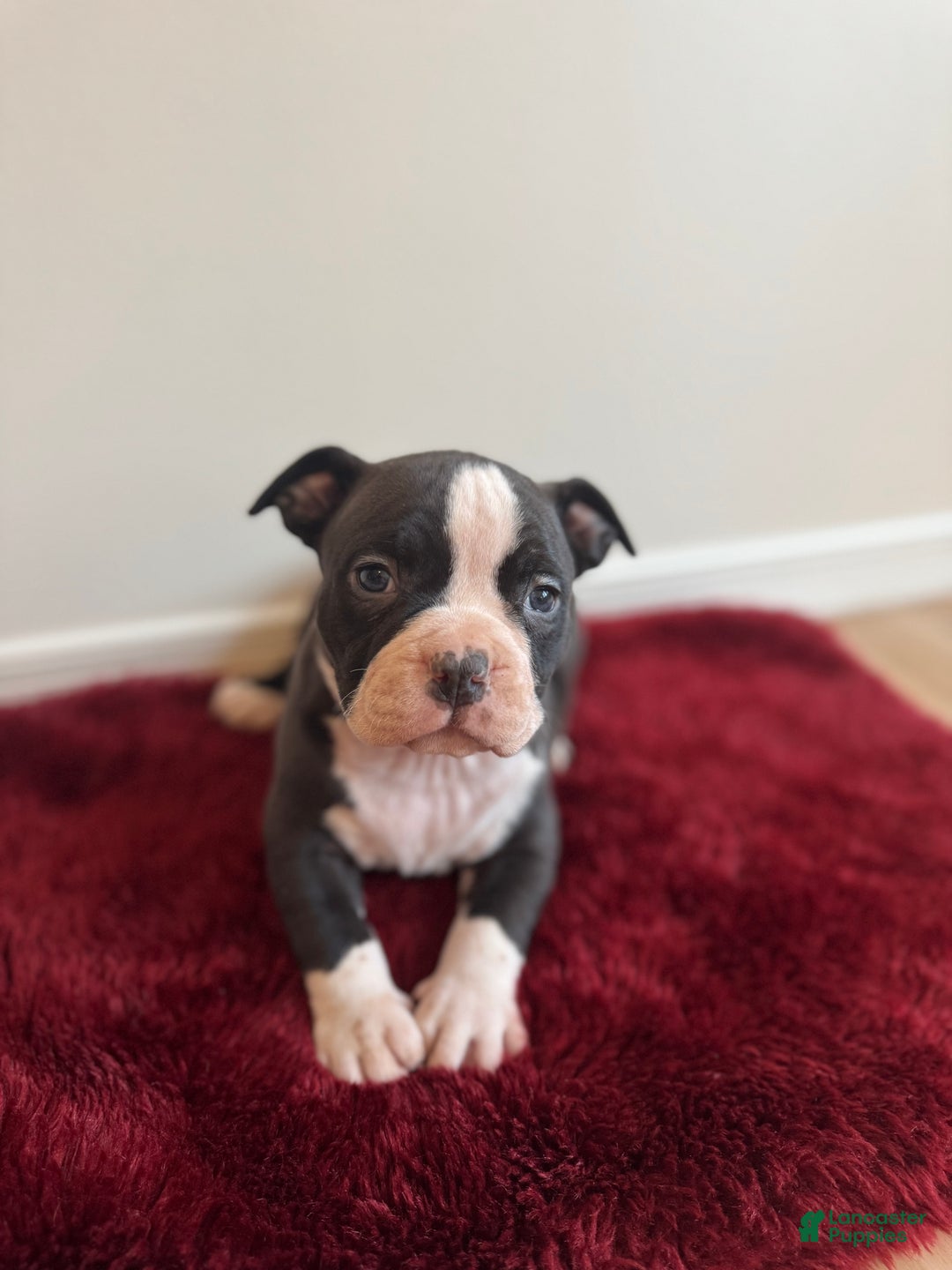 American Bully dogs for sale: Gigi - Ad 1