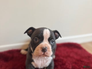 American Bully dogs Gigi - Ad 8