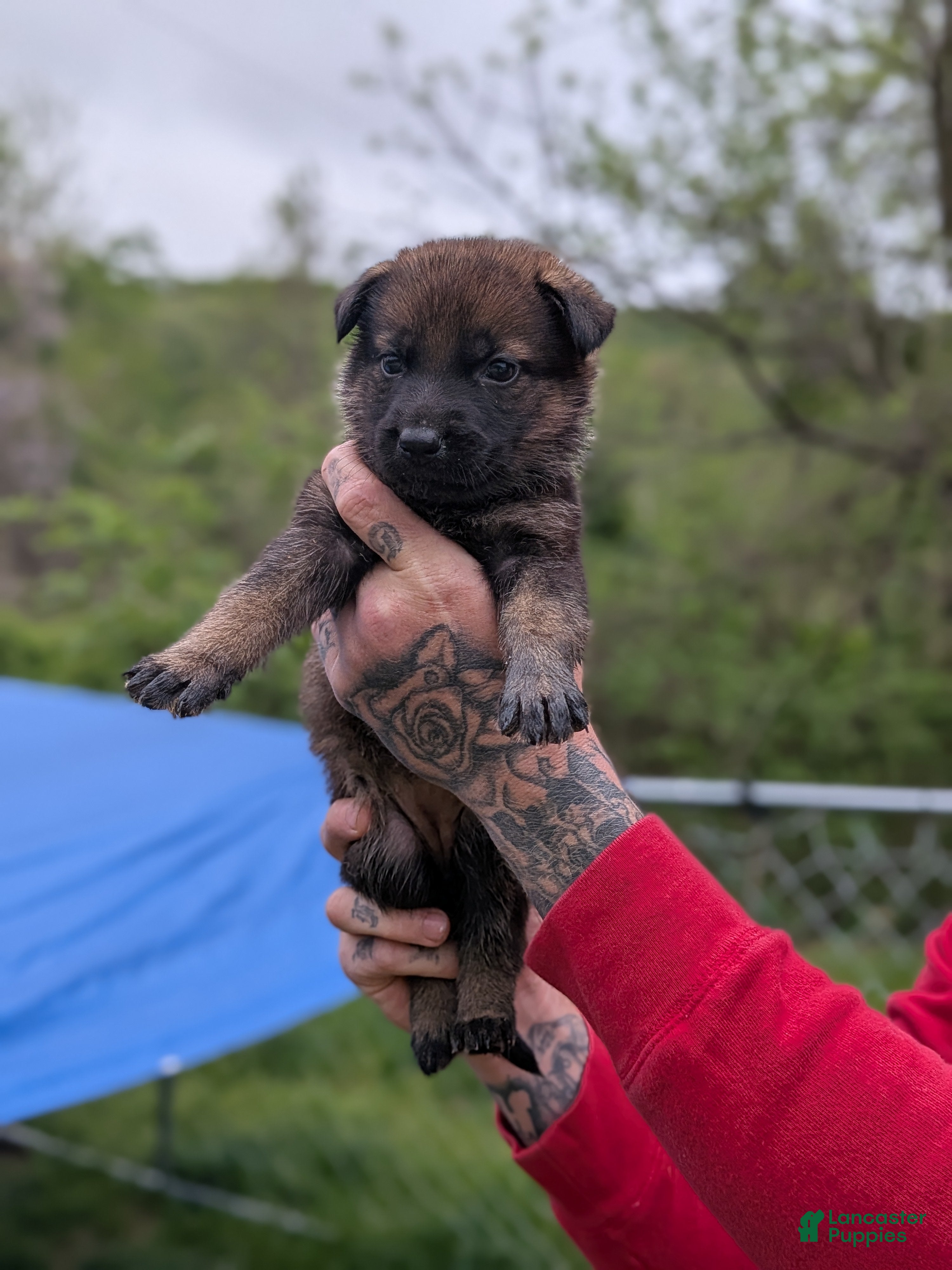 German Shepherd dogs German Shepherd Puppy 3 - Ad 41