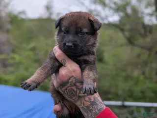 German Shepherd dogs German Shepherd Puppy 3 - Ad 40