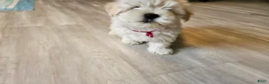 Morkie 2