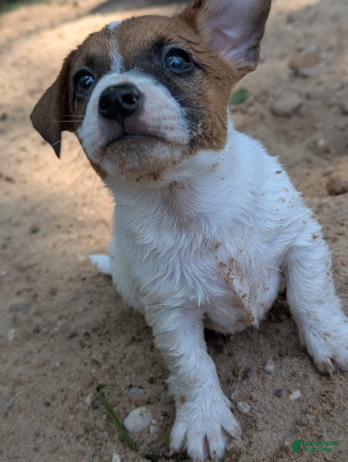 Jack Russell Terrier dogs Ricky - Ad 2