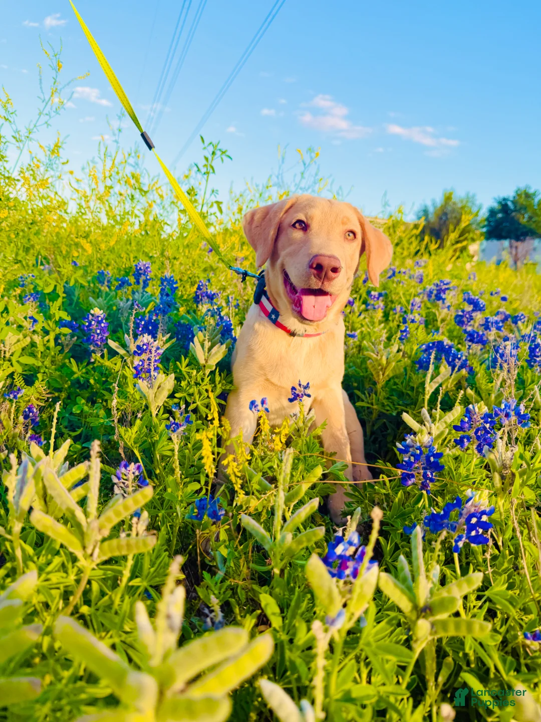 Labrador Retriever dogs for sale: Labrador Retriever Puppy 1 - Ad 2