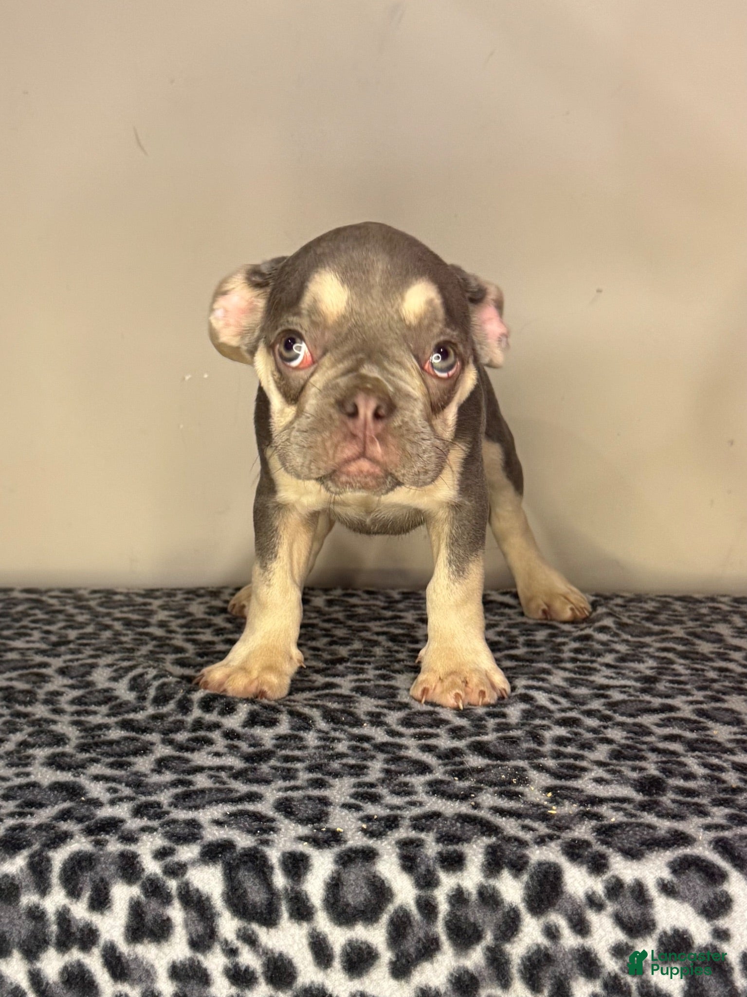 French Bulldog dogs French Bulldog 2 - Ad 37