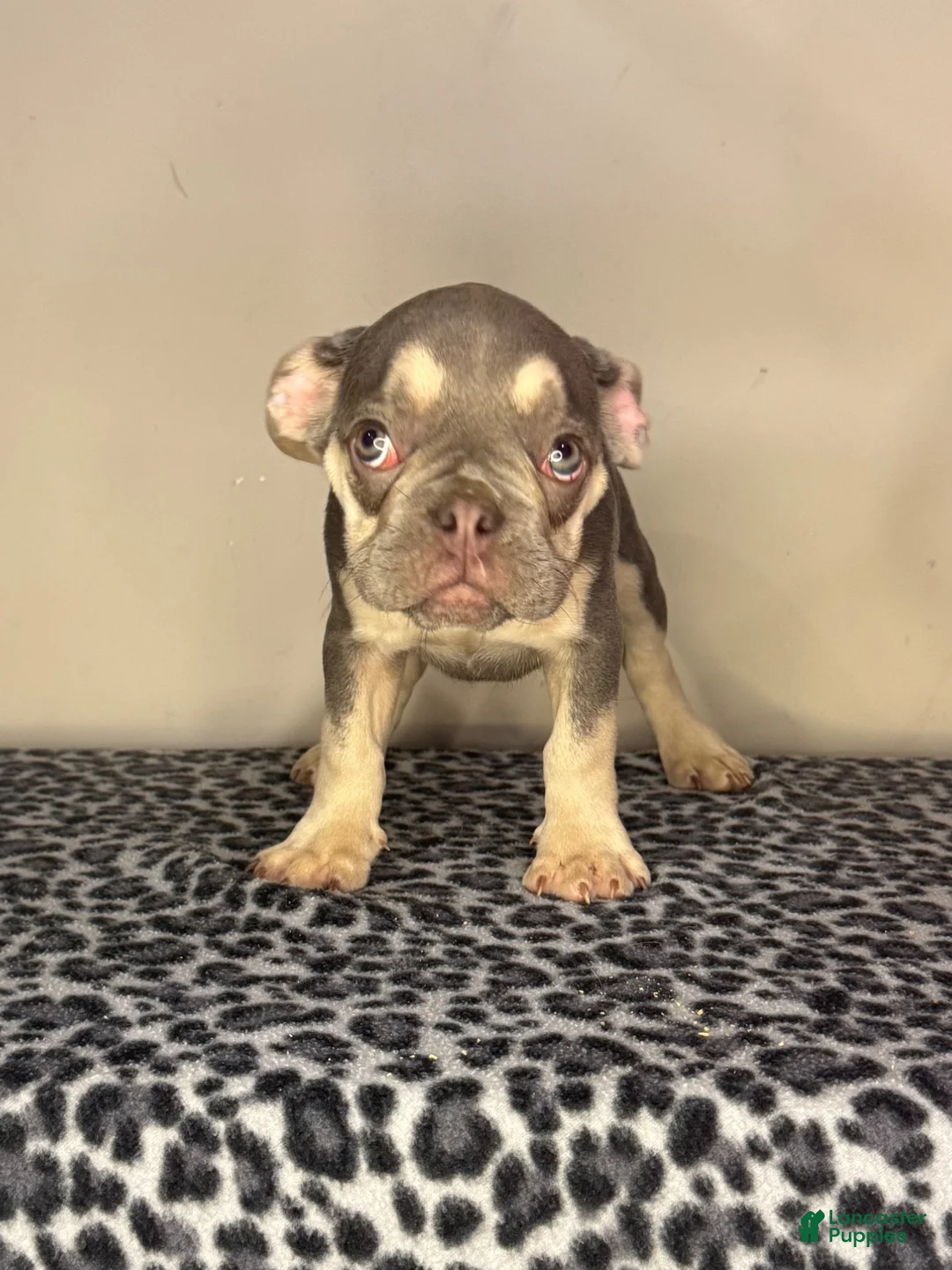 French Bulldog dogs for sale: French Bulldog 2 - Ad 1