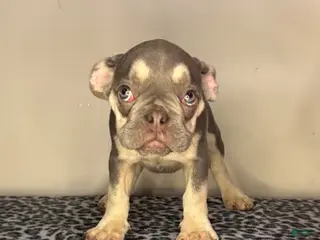 French Bulldog dogs French Bulldog 2 - Ad 29
