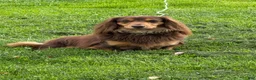 Miniature Dachshund dogs for sale: Bean - Ad 2
