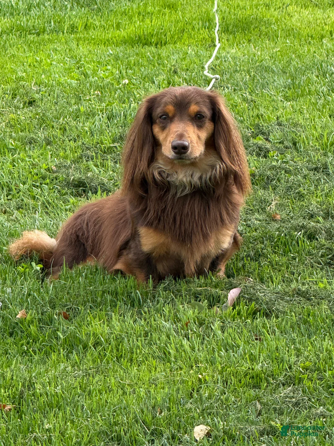 Miniature Dachshund dogs for sale: Bean - Ad 2