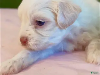 Shorkie dogs Shorkie Puppy 3 - Ad 28