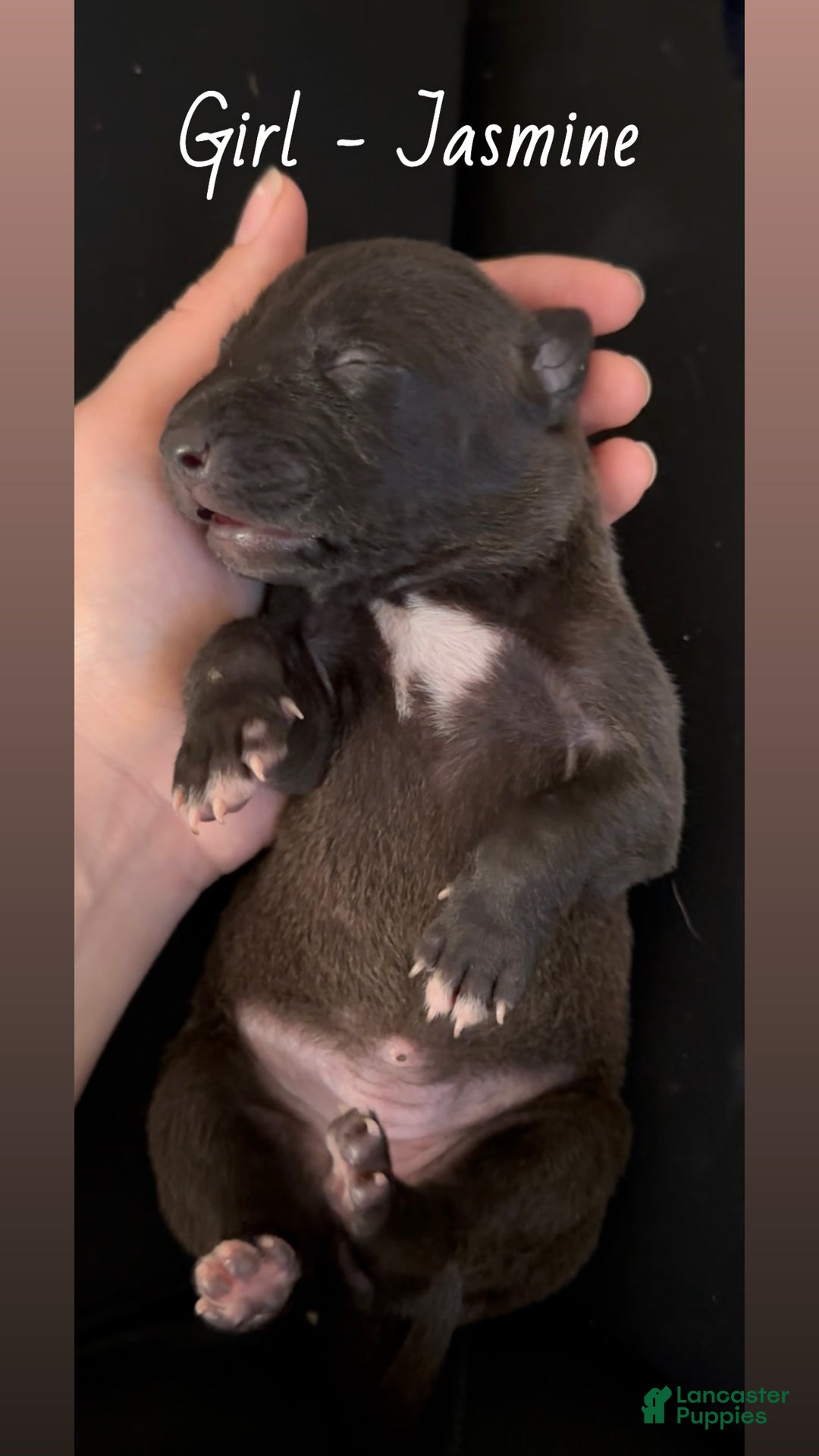 Mixed Breed dogs for sale: Jasmine - Ad 3