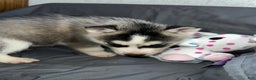 Siberian Husky dogs for sale: Siberian Husky Shadow - Ad 3